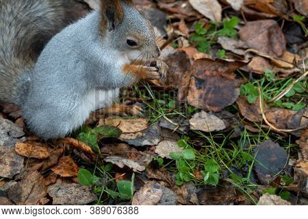 A Gray Squirrel Sits On The Ground Among Fallen Leaves. A Squirrel Holds A Nut In Its Paws. Image On