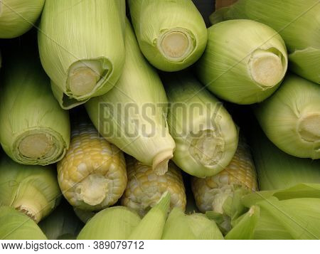 Fresh Corn On The Cob At A Farm Stand.