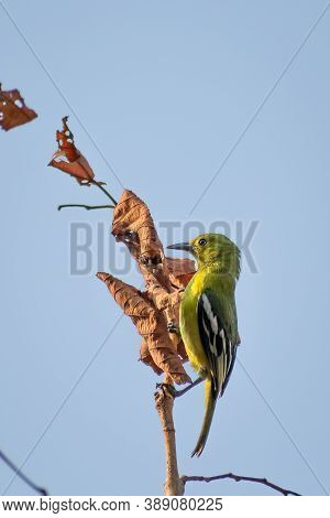Common Iora Is A Small Bird Living High Up In The Canopy. ... Non Breeding Male Has Greenish Upperpa