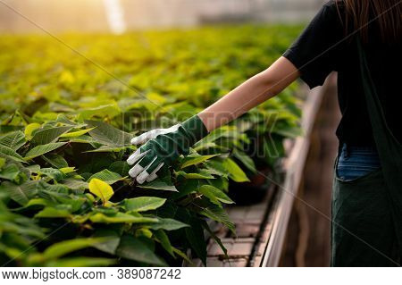 Cropped Portrait Of A Young Female Gardeners Hand In The Sunny Greenhouse Wearing Gardener Gloves.
