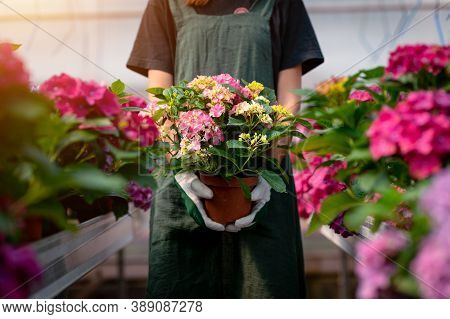 Young Female Gardener Holding A Flower In The Sunny Greenhouse