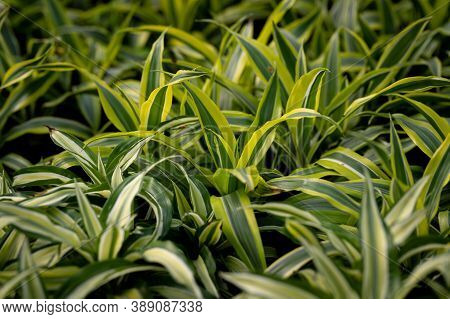 Cropped Image Of Colorful Plants In A Sunny Greenhouse