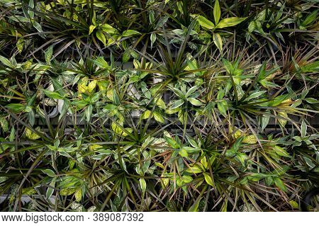 Top View Image Of Colorful Plants In A Sunny Greenhouse