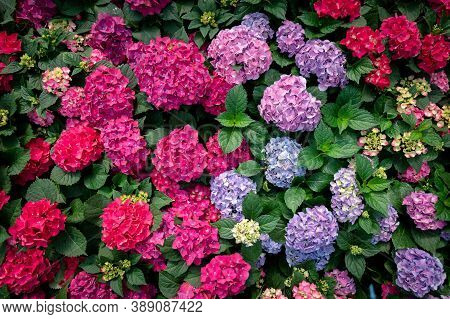 Top View Image Of Colorful Flowers, Hydrangeas In A Sunny Greenhouse