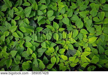 Top View Image Of Colorful Plants , Young Poinsettias In A Sunny Greenhouse