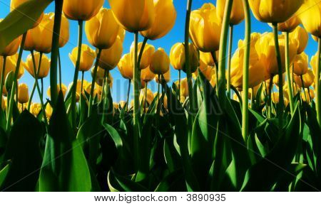 Bloom