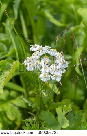 Achillea ptarmica ballerina many white flowers with green leaves. Blooms profusely on the plot