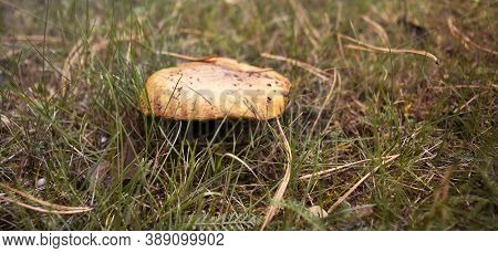 Mushrooms In Nature, Photo Of Mushrooms In The Grass, Autumn Picking Of Mushrooms, Autumn Harvest