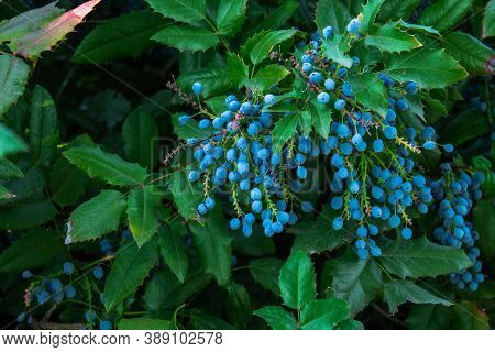Mahonia Aquifolium Or Oregon Grape. Ripe Berries And Leaves Of Mahonia Aquifolium.