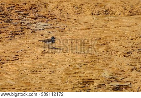Killdeer (charadrius Vociferus) In Palette Spring (lower Terraces) At Yellowstone National Park, Wyo