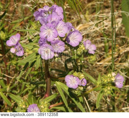 Threadleaf Phacelia (phacelia Linearis) Purple Wildflower At First Peoples Buffalo Jump State Park, 