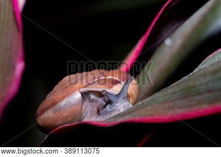 Thai Snail Or Soil Snail (hemiplecta Distincta) On The Tree Leaf  (hemiplecta Distincta) On The Tree