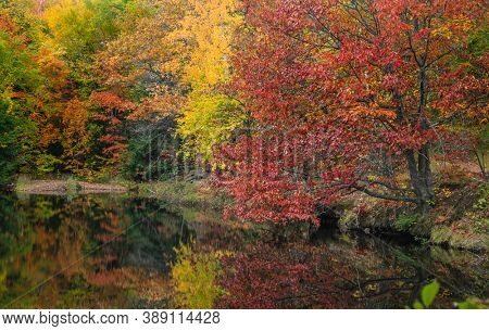 Colorful red Pin Oak tree and other autumn trees by small lake with reflections in autumn time.
