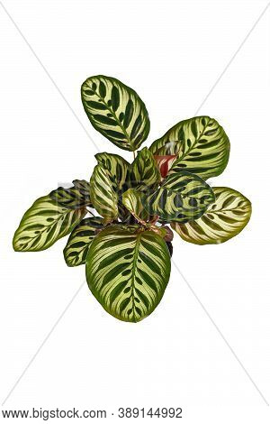 Top View Of Tropical Houseplant With Botanic Name 'calathea Makoyana', A House Plant With Beautiful 