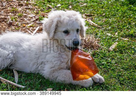 Miercurea Ciuc, Romania- 11 October 2020: Young Purebred Hungarian Kuvasz Puppy Playing With A Plast