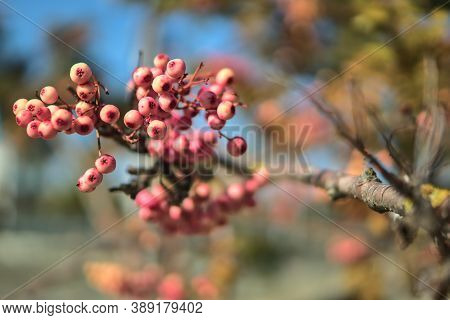 Fall Background In Unusual Colors With Copy Space. Beautiful Autumnal Pink Berries Of Sorbus Vilmori