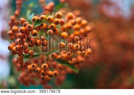 Amazing Autumn Ripe Orange Berries. A Branch Of Sea Buckthorn (hippophae, Rhamnus). Bokeh Around Ora