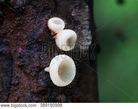 Beautiful  And Rare Mushrooms Or Conks  On A Tree, Selective Focus