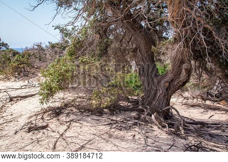 Photo Of Greece Island Chrysi With White Sand  Cedar Trees