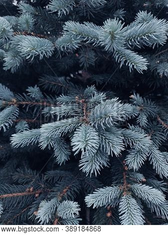 cypress trees covered in snow due to the winter season