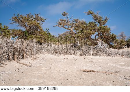 Photo Of Greece Island Chrysi With White Sand  Cedar Trees