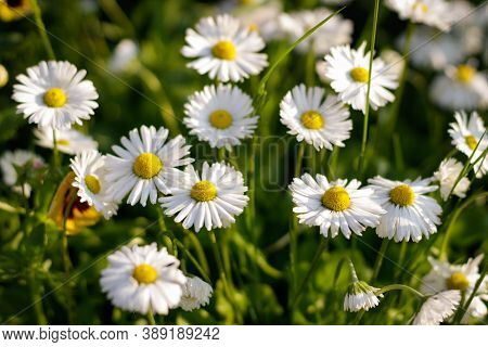 Wonderful Spring Meadow With Daisies. Flowers Border.