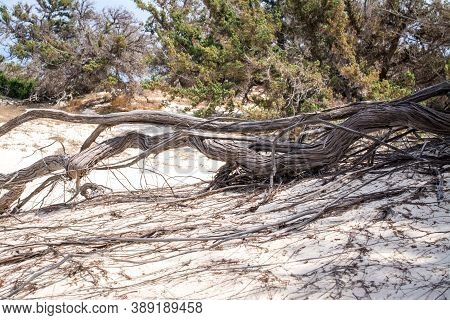 Photo Of Greece Island Chrysi With White Sand  Cedar Trees