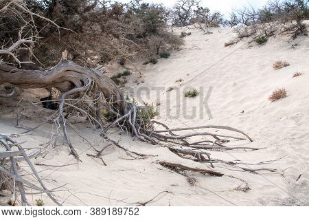 Photo Of Greece Island Chrysi With White Sand  Cedar Trees