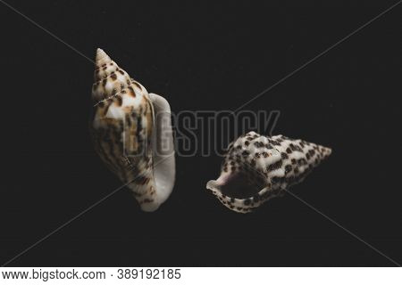 Nassa Gastropods Shells Macro Close Up, Selective Focus