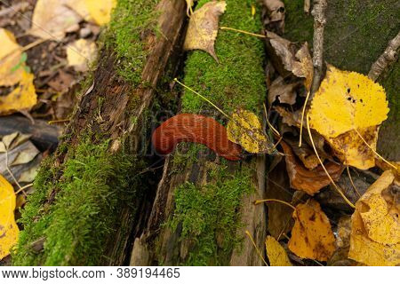 Big Slug Or Snail In Autumn Or Fall Nature,