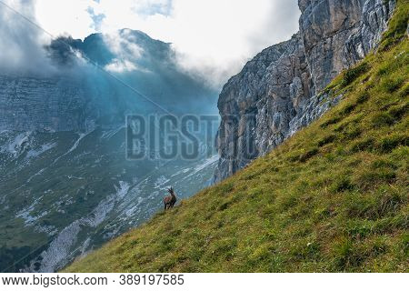 Steinbocks In The Julian Alps