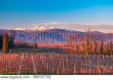 Winter Sunset In The Vineyards Of Collio Friulano