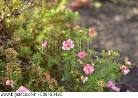 Pink Flowers Lapchatka (lat. Potentilla) On A Green Bush
