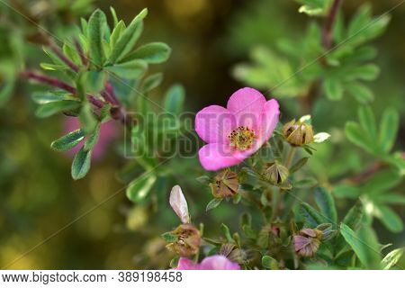 Pink Flowers Lapchatka (lat. Potentilla) On A Green Bush