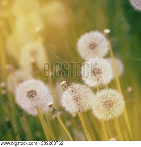 Bright Spring Natural Background With Blooming Fluffy Dandelions, Outside Nature, Soft Focus, Partia