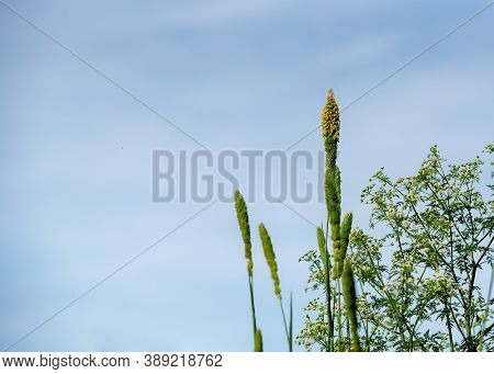 Pollen-loaded Tall Grass, Flowers, In The Spring Of California, During The Allergy Season, Against B