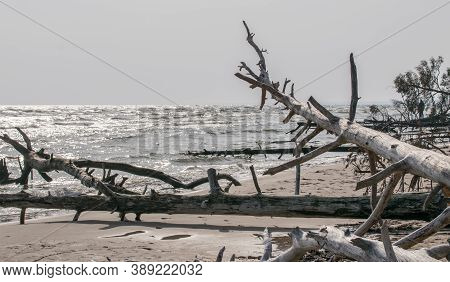Wild Desert Beach With Fallen Trees. Cape Kolka Latvia.