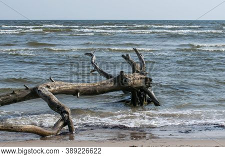 Dead Bizarre Trees In The Shallow Waters Of Cape Kolka, Baltic Sea In Latvia.