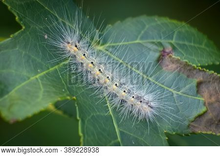 A Fall Webworm Moth (hyphantria Cunea). Raleigh, North Carolina.