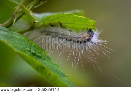 A Profile Of A Fall Webworm Moth (hyphantria Cunea). Raleigh, North Carolina.