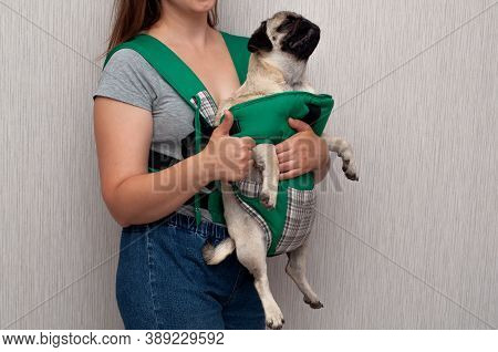 Cute Dog Pug Sitting In The Ergo Device Babycarrier Or Sling Kangaroo Carrier. Pet Dog Like A Baby. 