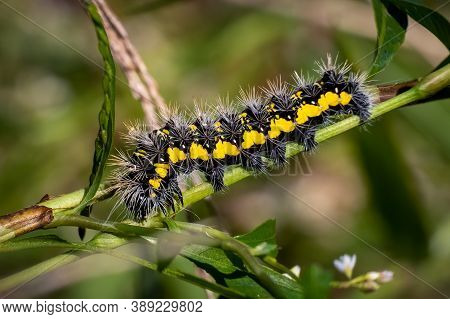 A Smeared Dagger Moth (acronicta Oblinita) Caterpillar Crawls Across A Stem. Raleigh, North Carolina