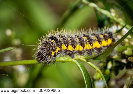 Close Up Of A Smeared Dagger Moth (acronicta Oblinita) Caterpillar Crawls Across A Stem. Raleigh, No