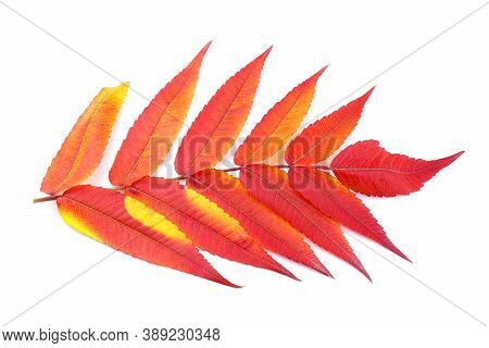 Red-yellow Leaves Of Ailanthus Isolated On A White Background. Colorful Leaves. Red Flowers Of Ailan