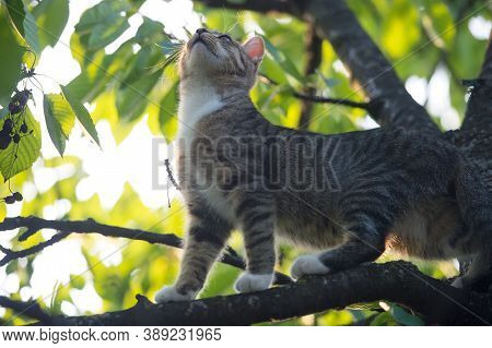 Cute Kitty. Outbred Cat On Branches. Domestic Animal And Pet. Concept Of Vet And Veterinarian. Pureb