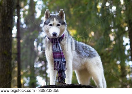A Wolf-like Husky, Full Growth In A Scarf Against A Forest Background. Canadian, Northern Dog.