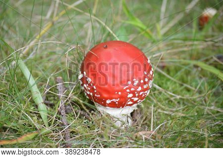Red Toadstool Of Amanita Muscaria Or Fly Agaric In Grass