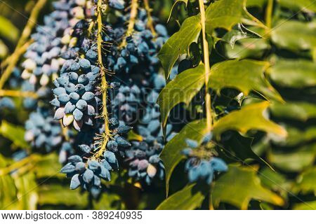 Close-up Of Wil Berries Plant Outdoor In Sunny Backyard Shot At Shallow Depth Of Field