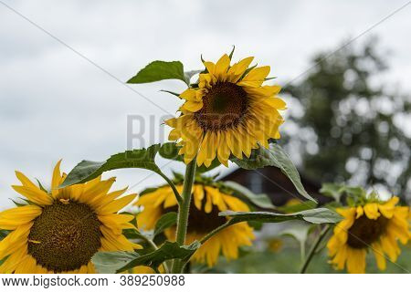 The Sunflower Is Growing. Sunflower Close-up. Sunflower Seeds. Agriculture. Grow Sunflowers. Sunflow