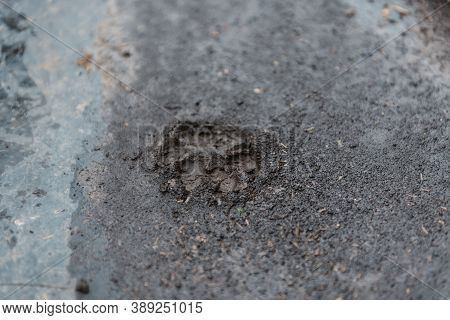 Dog Footprint. Dog Footprint In The Mud. Dog Paw Print. Pet. Favorite Pet. Walking The Dog. Walking 